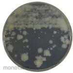 BECTON DICKINSON BD BBLTM 7H11 Agar Medium, 20 sheets