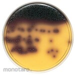 BECTON DICKINSON BD BBLTM BBE Agar Medium, 10 sheets