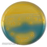BECTON DICKINSON BD BBLTM BTB Lactose Agar Medium