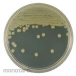 BECTON DICKINSON BD BBLTM Brain Heart Infusion Agar Medium, 20 plates