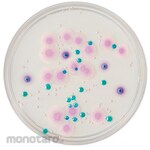 BECTON DICKINSON BD BBLTM CHROMagarTM Candida II Agar