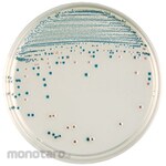 BECTON DICKINSON BD BBLTM CHROMagarTM O157 Agar Medium