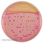 BECTON DICKINSON BD BBLTM CIN Agar Medium, 20 sheets