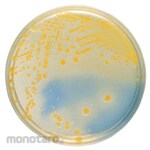 BECTON DICKINSON BD BBLTM CLED Agar Medium