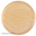 BECTON DICKINSON BD BBLTM CT-Sorbitol-Suppled MacConkey II Agar Medium