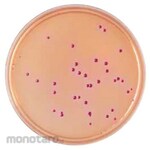 BECTON DICKINSON BD BBLTM Deoxycholate Agar Medium