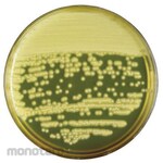 BECTON DICKINSON BD BBLTM Egg Yolk Mannitol Salt Agar Medium