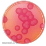 BECTON DICKINSON BD BBLTM MYP Agar Medium
