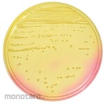 BECTON DICKINSON BD BBLTM Mannitol Salt Agar Medium, 20 plates
