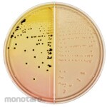 BECTON DICKINSON BD BBLTM Modified Salmonella/Sargella Agar Medium / CT-Sorbitol Supplemented MacConkey II Agar Medium LDIP 100 sheets