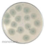 BECTON DICKINSON BD BBLTM Potato Dextrose CP Agar Medium