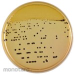 BECTON DICKINSON BD BBLTM Salmonella and Shigera Agar Medium with Sucrose, 100 sheets