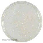 BECTON DICKINSON BD BBLTM Standard Agar Medium
