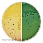 BECTON DICKINSON BD BBLTM TCBS Agar Medium