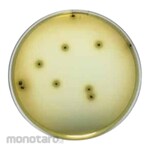 Biokar Bismuth Sulfite Agar (ISO 6579)