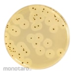 Biokar EASY Staph Agar - Dehydrated Base Medium