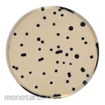 Biokar Iron Sulfite Agar