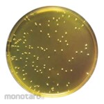 Biokar Mannitol Salt Agar