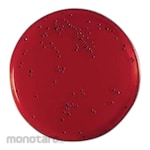 Biokar XLD Agar