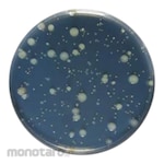 Biokar Yeast Extract Agar
