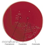 Shimadzu Diagnostics ABHK Agar Medium, 10 sheets