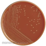 Shimadzu Diagnostics AccurateTM Chocolate Agar Medium - EX II (10 sheets)
