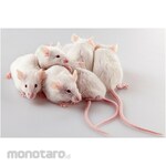 Merck Millipore Embryomax M2 Medium