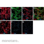 Merck Millipore Human Mesenchymal Stem Cell Characterization