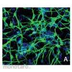 Merck Millipore ReNcell NSC Maintenance Media