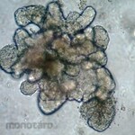 Sigma-Aldrich 3dGRO Organoid Freeze Medium (Organoid cryopreservation medium)