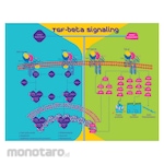 Sigma-Aldrich Transforming Growth Factor-β3 Human (TGF-β3)