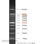 KENIS DNA Ladder Marker