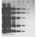 Merck Millipore OxyBlot Protein Oxidation Detection Kit