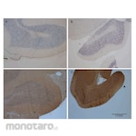 Merck Millipore OxyIHC Oxidative Stress Detection Kit