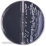 KYOKUTO Legionella identification culture media (5 sheets)