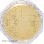 Shimadzu Diagnostics Clean Stamp 25 "Nissui" SCDLP Agar for General Viable Bacteria Count Measurement