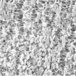 Merck Millipore Omnipore PTFE 10µm Wh Pl