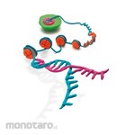 Merck Millipore CpGenome Universal Unmethylated DNA Set
