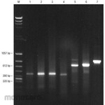 Cytiva Ready-To-Go T-Primed First-Strand Kit