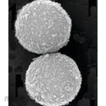 Cytiva Sera-Mag Speedbeads Protein A/G Particles