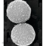 Cytiva Sera-Mag Magnetic Carboxylate Modified Particles (Hydrophylic)