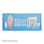 PUDAK SCIENTIFIC Alat Peragaan Model Pembelajaran 3D