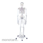 PUDAK SCIENTIFIC Alat Peragaan Model Pembelajaran 3D