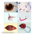 PUDAK SCIENTIFIC Mikroslaid