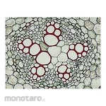 PUDAK SCIENTIFIC Mikroslaid