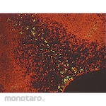 Merck Millipore Apoptag Plus Fluorescein Kit