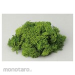 Artec [School teaching materials and educational toys] iceland moss fresh green