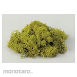 Artec [School teaching materials and educational toys] iceland moss spring green