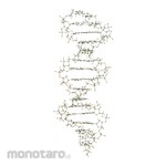 3B Scientific DNA And RNA Molecular Model