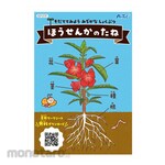 Artec [School teaching materials and educational toys] Bombus seeds Kindergarten teaching materials